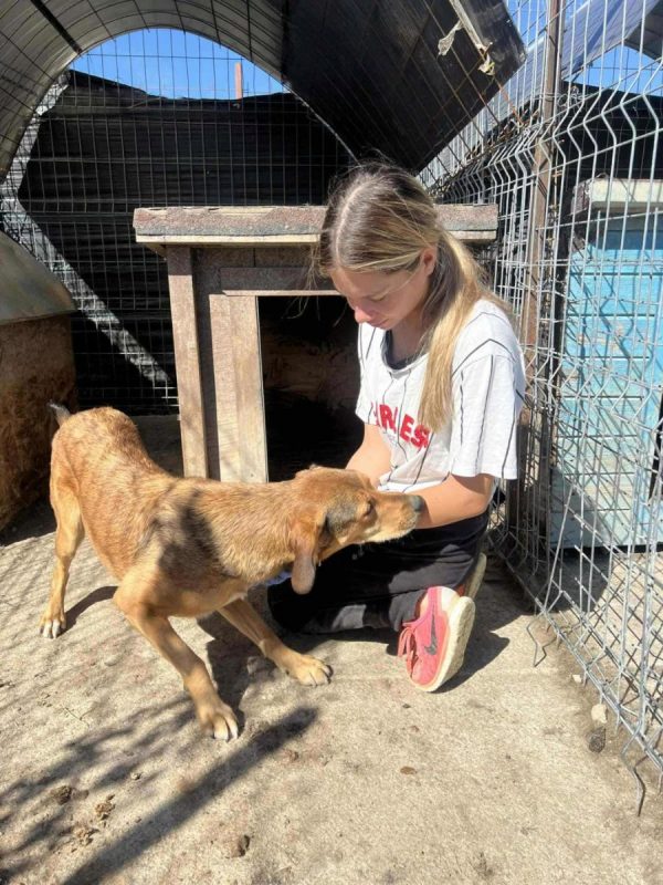 Lora - Chien à adopter - photo 2