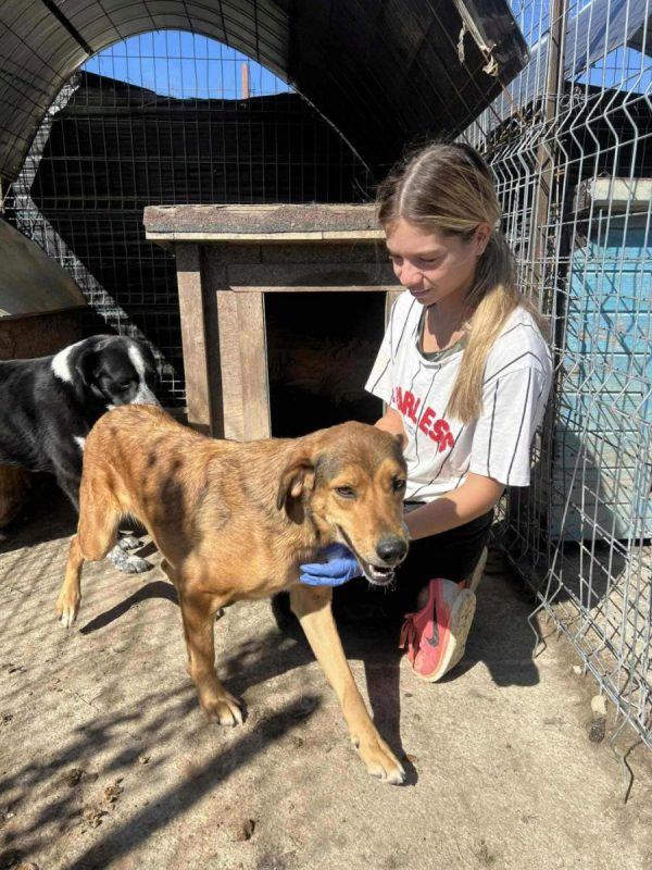 Lora - Chien à adopter