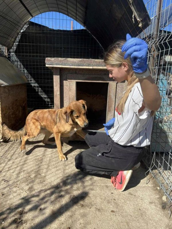 Lora - Chien à adopter - photo 4