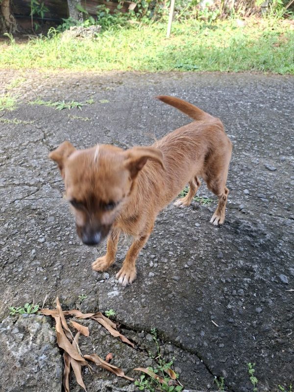 CHANEL - Chien à adopter - photo 3