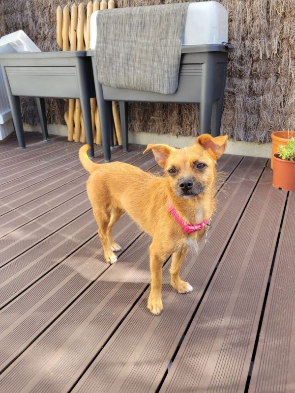 CHANEL - Chien à adopter
