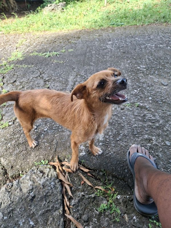 CHANEL - Chien à adopter - photo 2