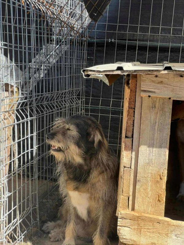 Camella - Chien à adopter - photo 4