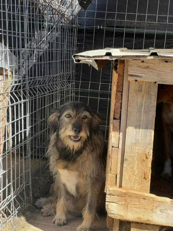 Camella - Chien à adopter