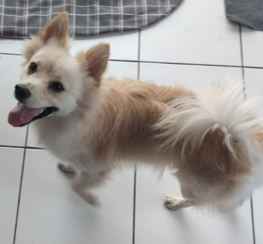 TOOBA - Chien Spitz Allemand nain à adopter - photo 3