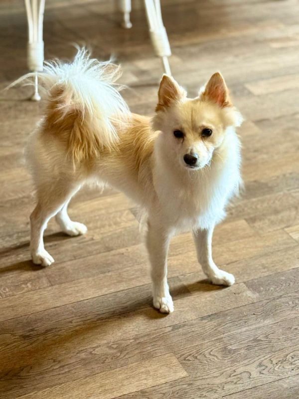 TOOBA - Chien Spitz Allemand nain à adopter - photo 5