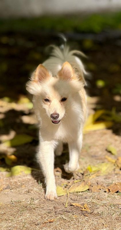 TOOBA - Chien Spitz Allemand nain à adopter - photo 4