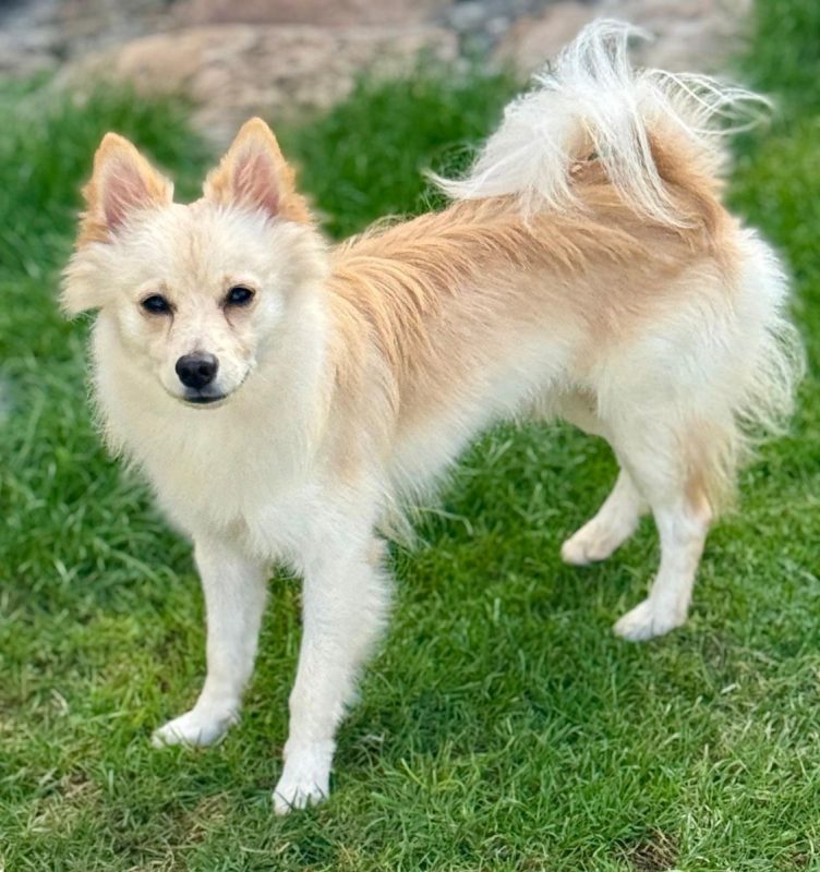 TOOBA - Chien Spitz Allemand nain à adopter