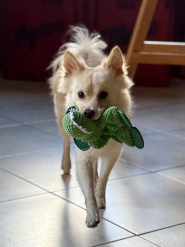 TOOBA - Chien Spitz Allemand nain à adopter - photo 2
