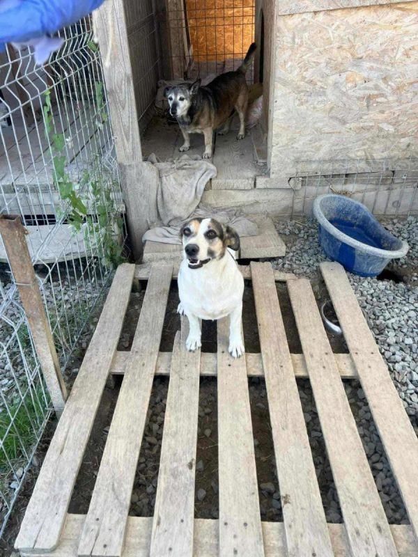 Mira - Chien à adopter - photo 2