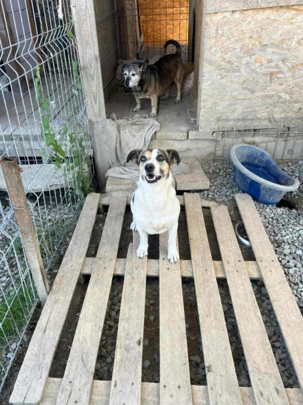 Mira - Chien à adopter