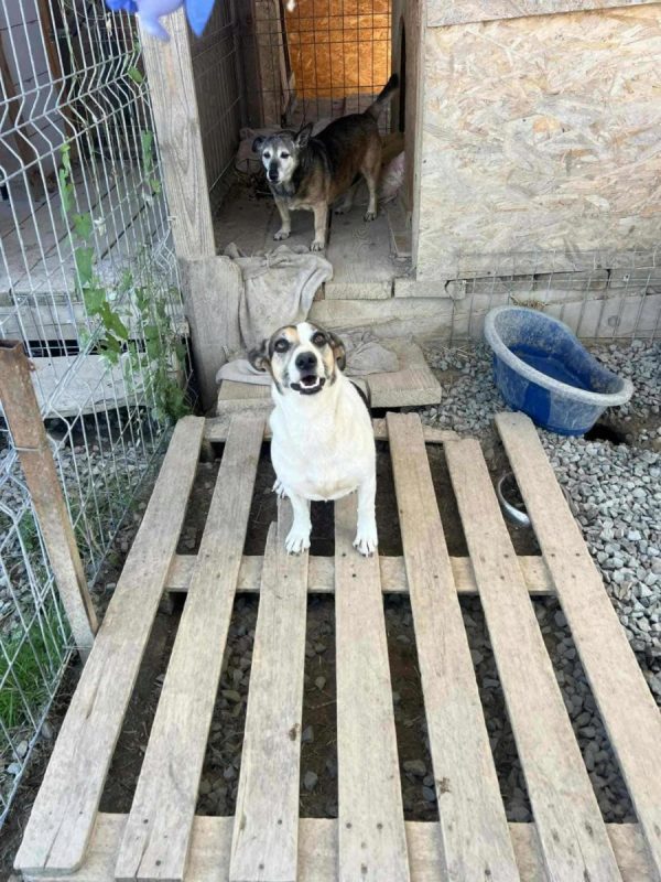 Mira - Chien à adopter - photo 3