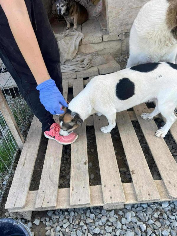 Mira - Chien à adopter - photo 4