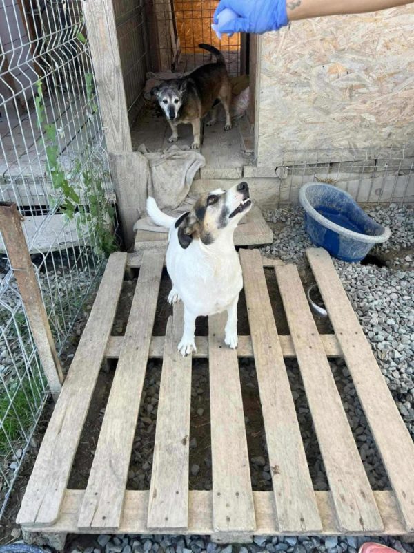 Mira - Chien à adopter - photo 6