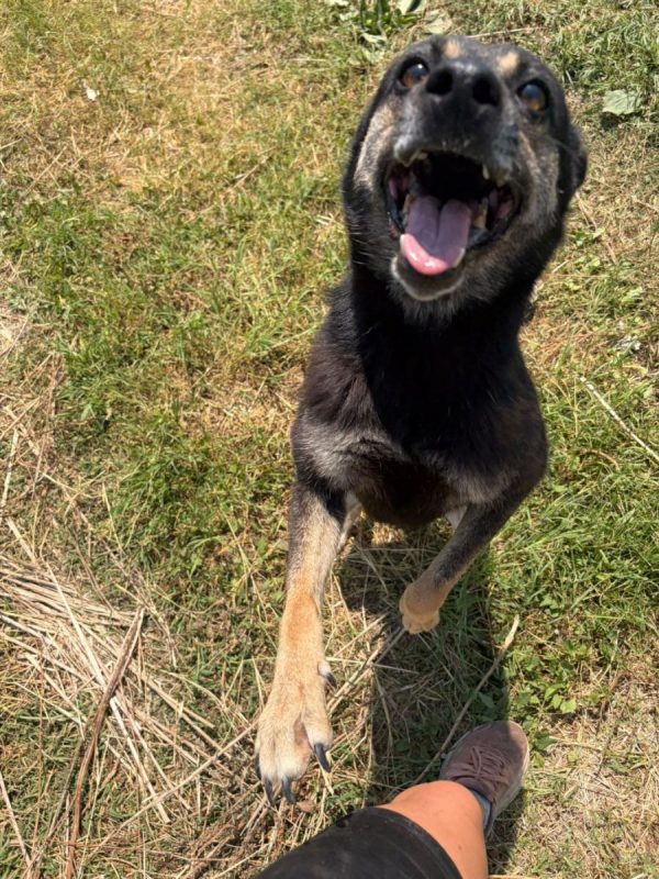 Merry - Chien à adopter - photo 7
