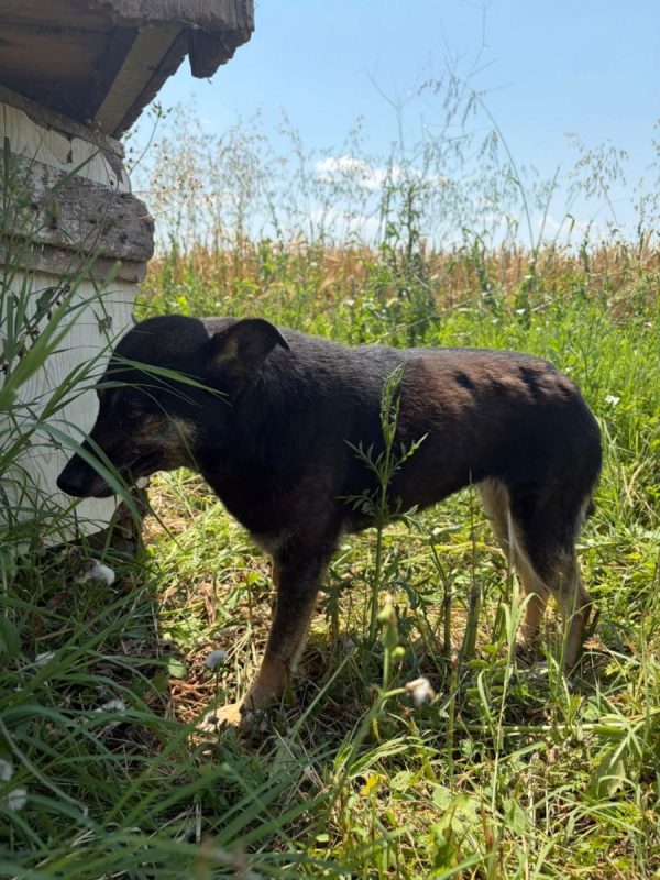 Merry - Chien à adopter - photo 4