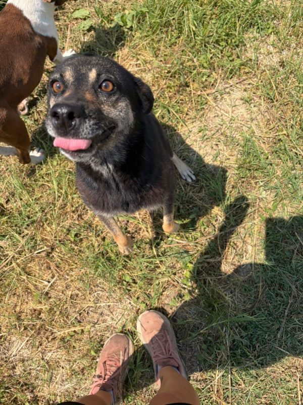Merry - Chien à adopter