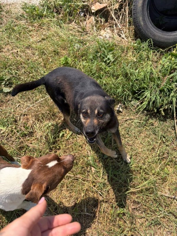 Merry - Chien à adopter - photo 3