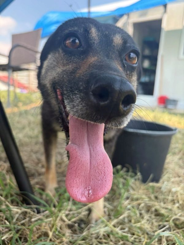 Merry - Chien à adopter - photo 2