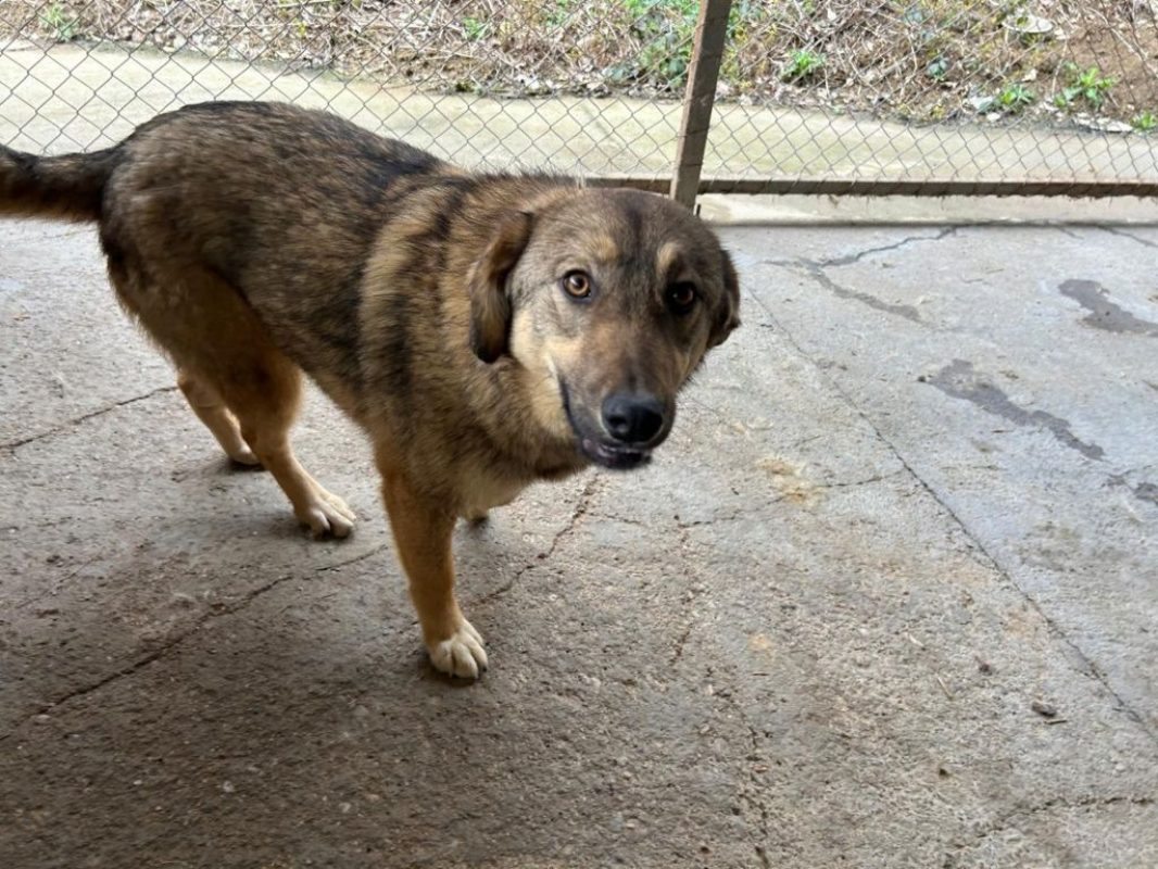 Lola - Chien à adopter - photo 4