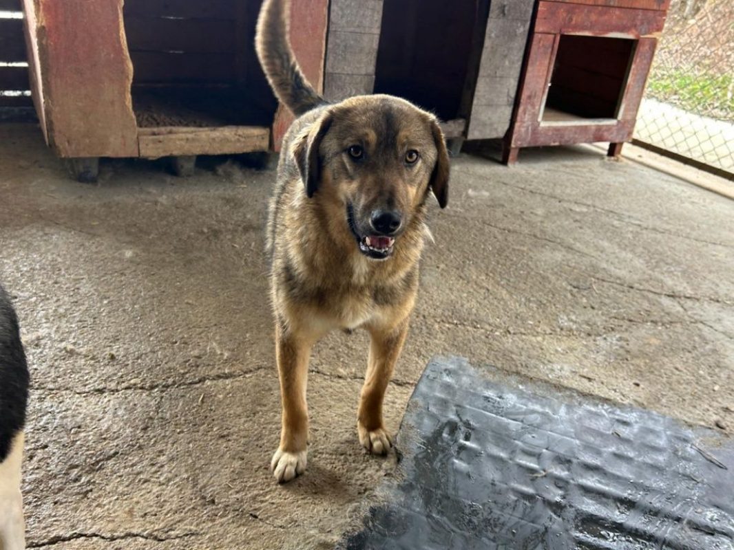 Lola - Chien à adopter - photo 2