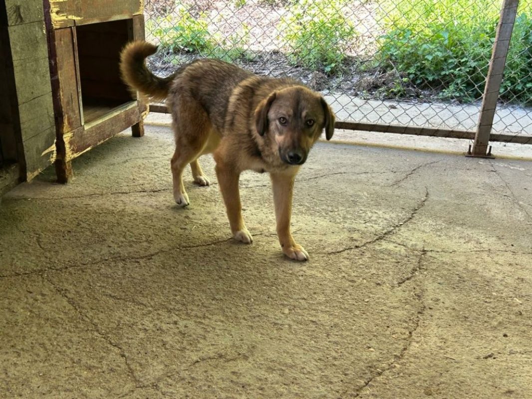 Lola - Chien à adopter - photo 6
