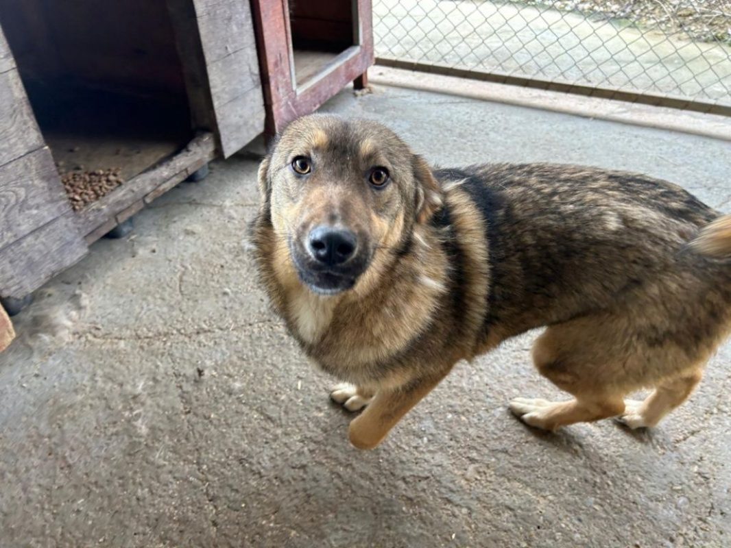Lola - Chien à adopter - photo 5