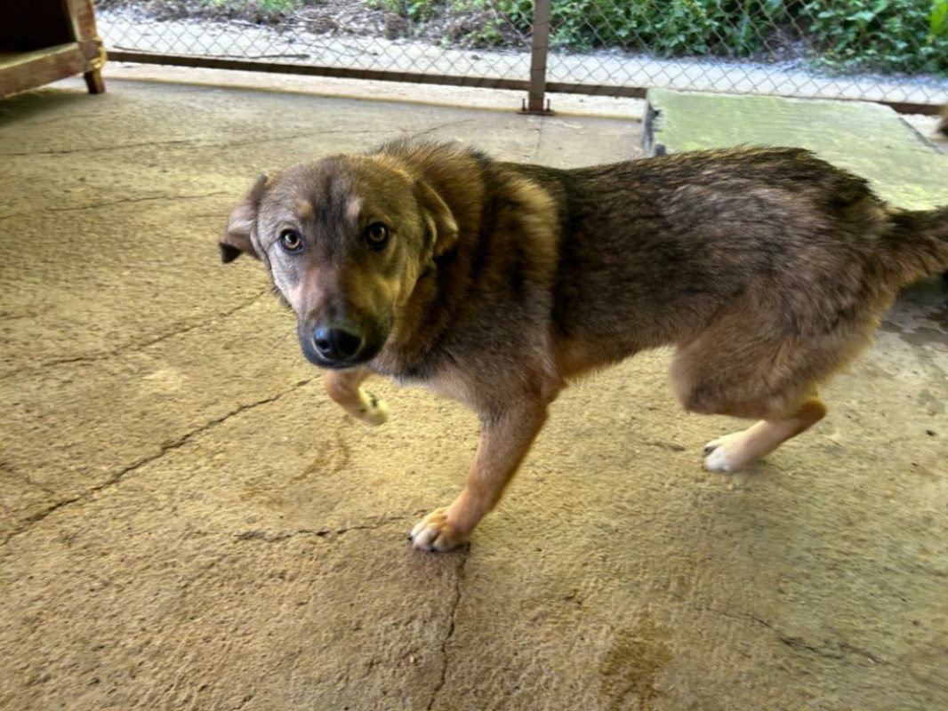 Lola - Chien à adopter - photo 3