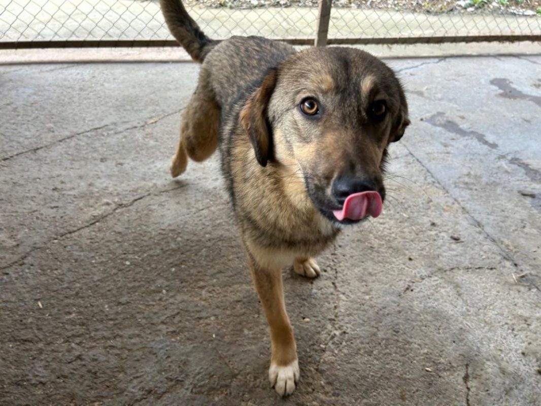 Lola - Chien à adopter