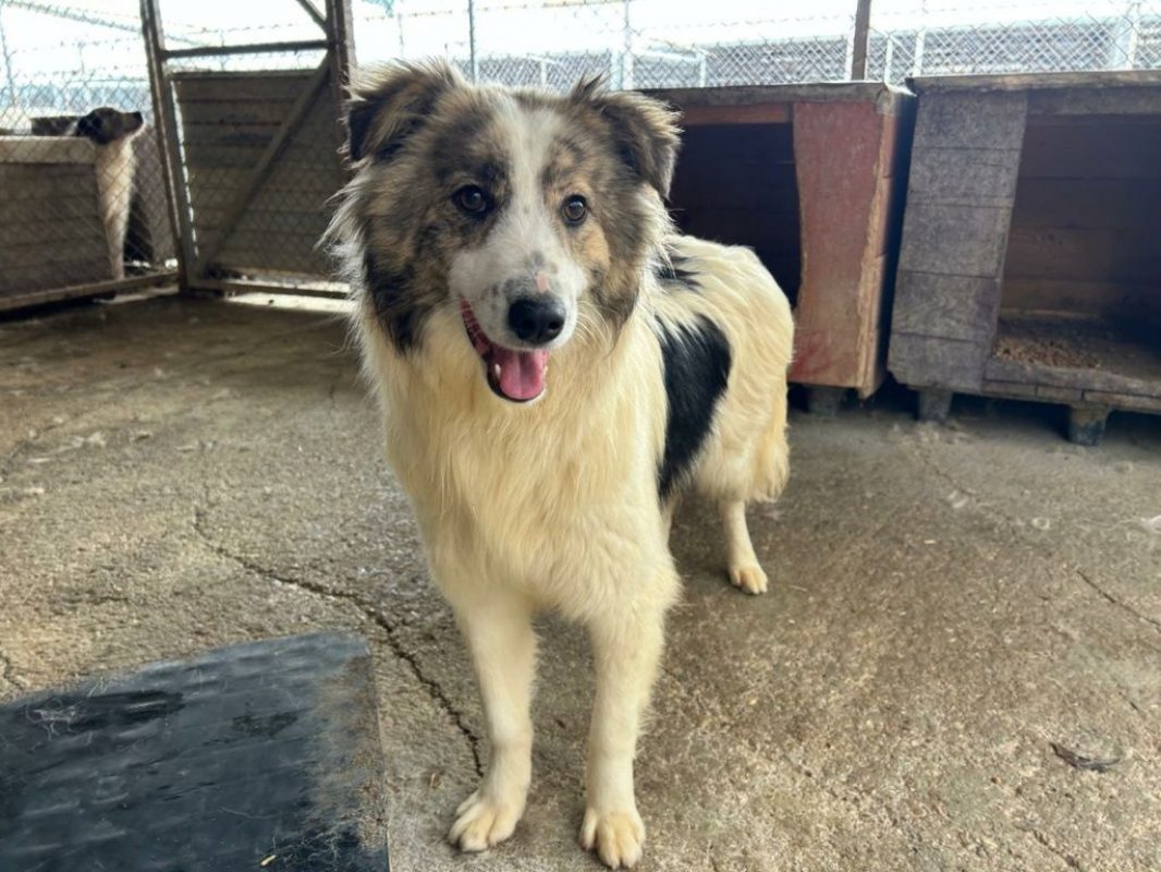 Fiene - Chien à adopter - photo 5