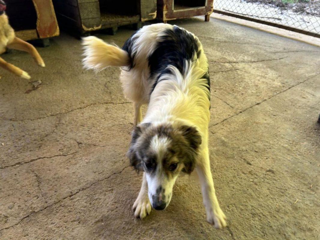Fiene - Chien à adopter - photo 6