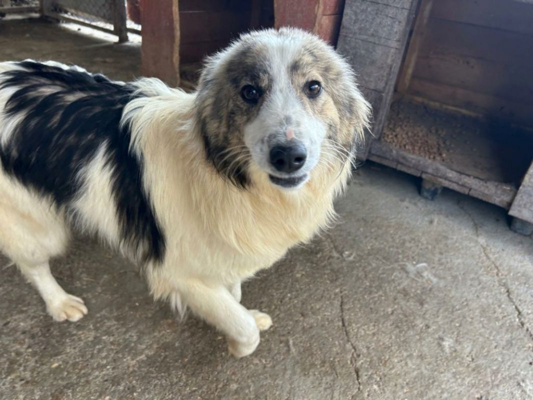 Fiene - Chien à adopter