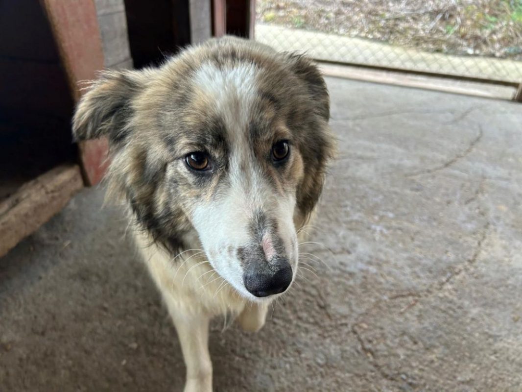 Fiene - Chien à adopter - photo 4