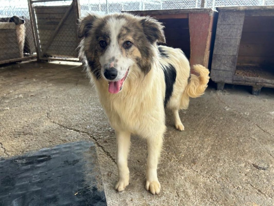 Fiene - Chien à adopter - photo 11