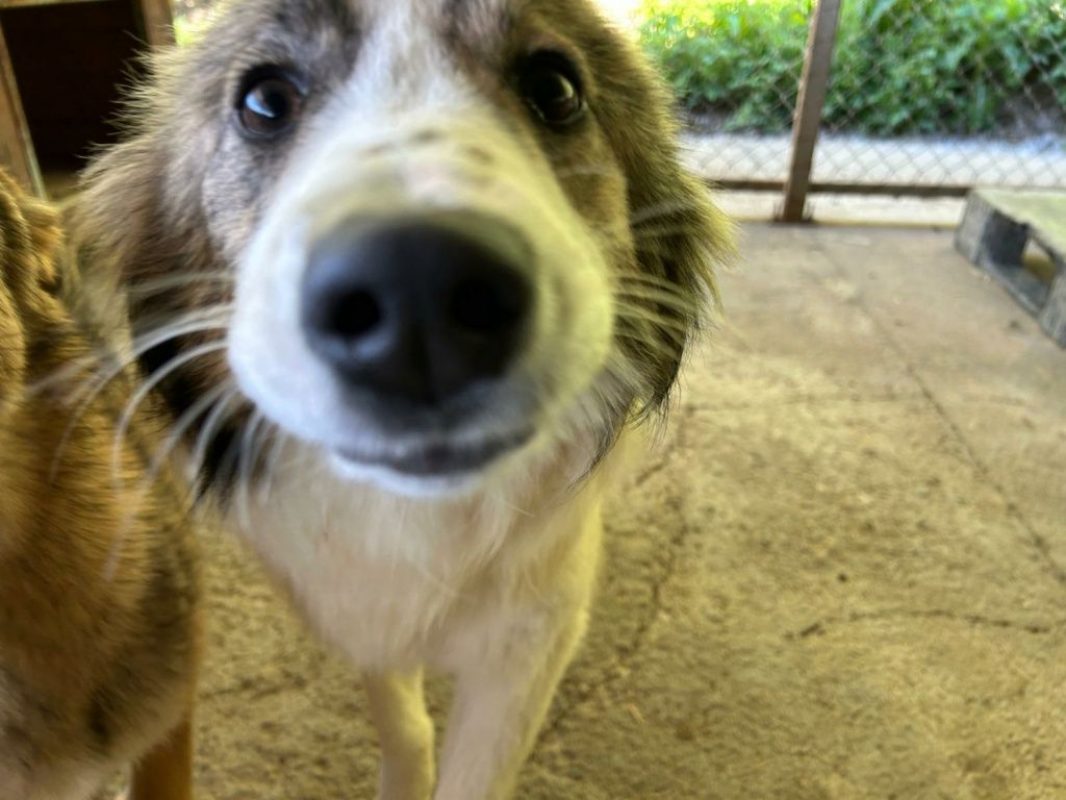 Fiene - Chien à adopter - photo 8