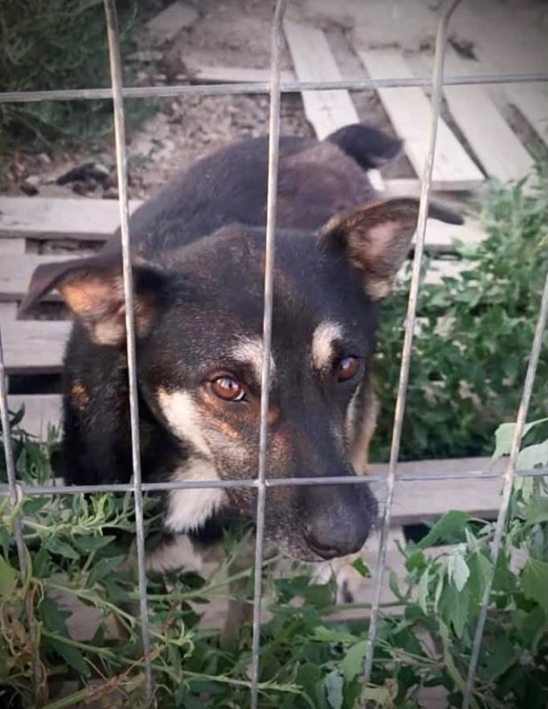 Diana - Chien à adopter