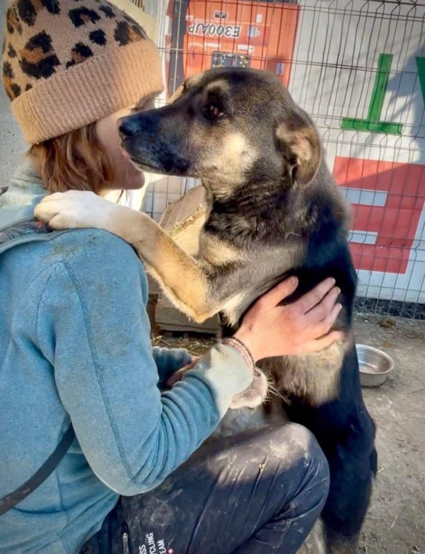 Diana - Chien à adopter - photo 8