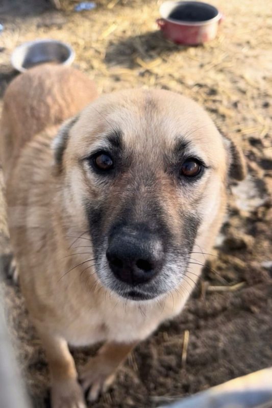 Kira - Chien à adopter - photo 3