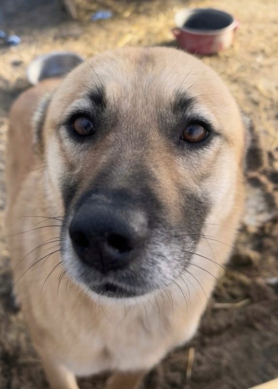 Kira - Chien à adopter - photo 2
