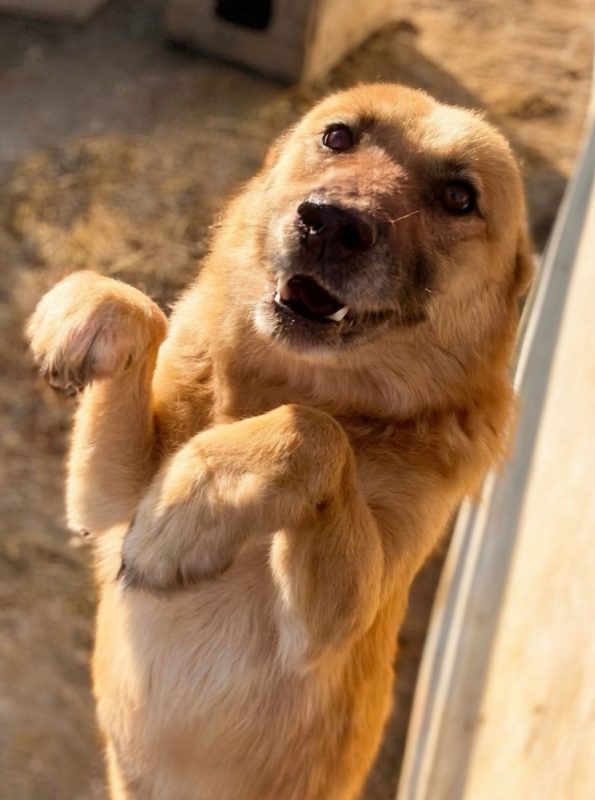 Kira - Chien à adopter
