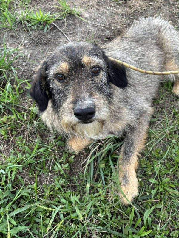 Lilly - Chien à adopter