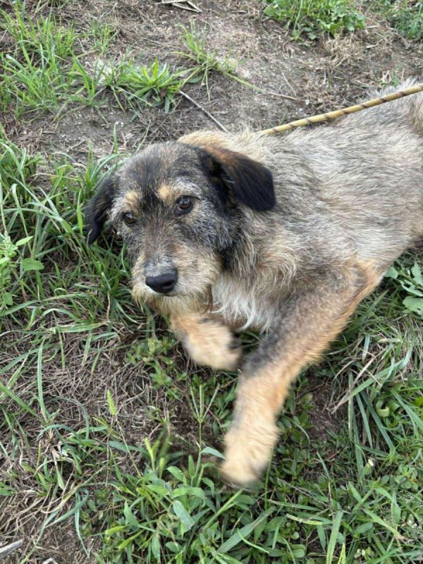 Lilly - Chien à adopter - photo 4