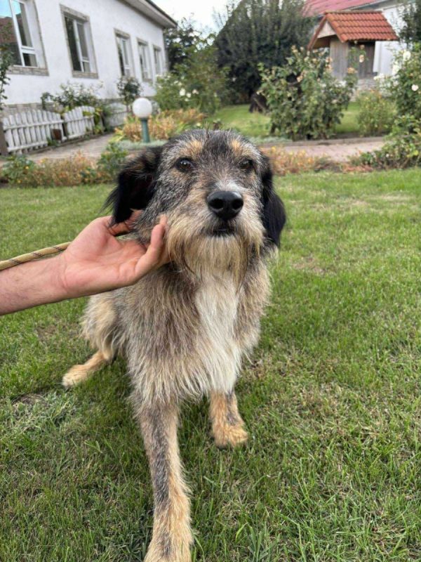Lilly - Chien à adopter - photo 3