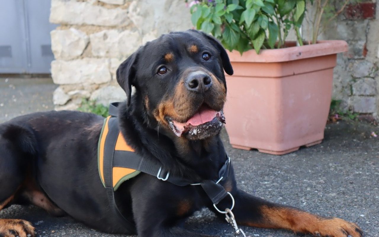 O'tempo - Chien Rottweiler à adopter
