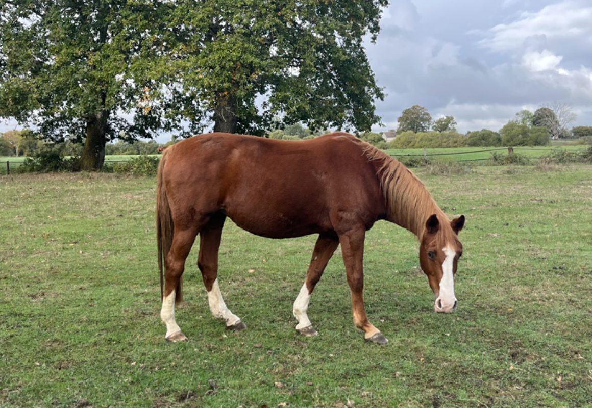 Lilly - Equidé Cheval à adopter