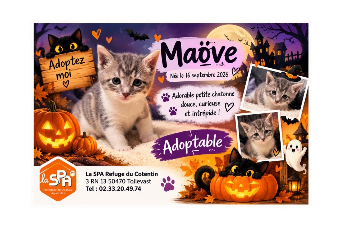 Candy / maove - Chat Européen à adopter