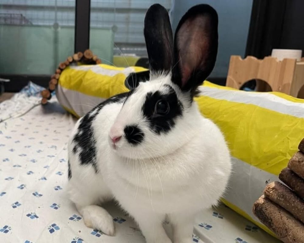 Kinan - Rongeur Lapin à adopter