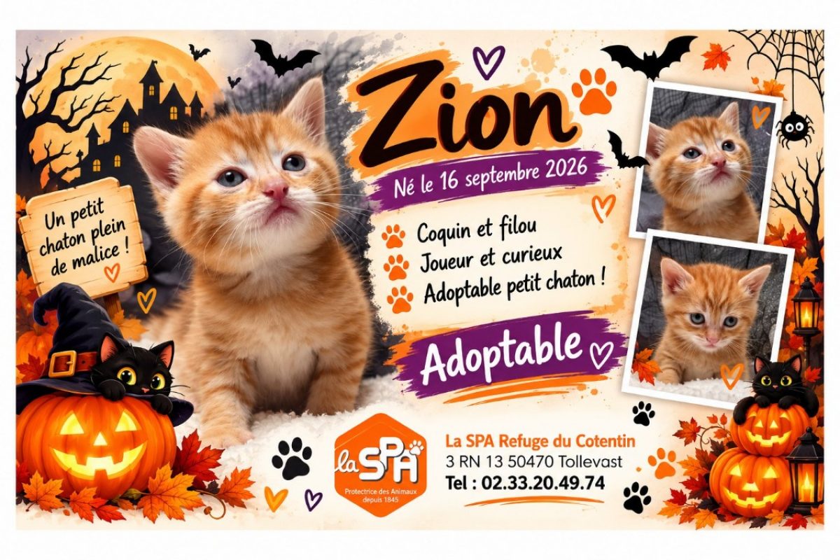 Zion - Chat Européen à adopter