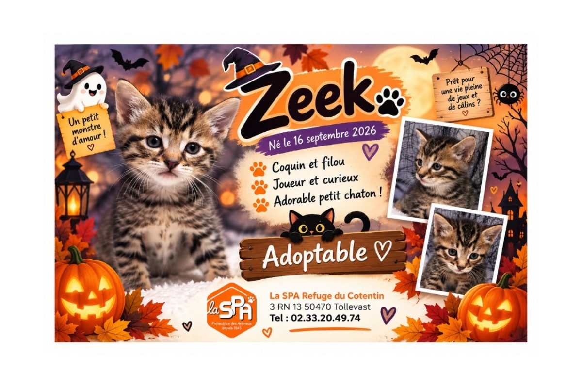 Zeek - Chat Européen à adopter