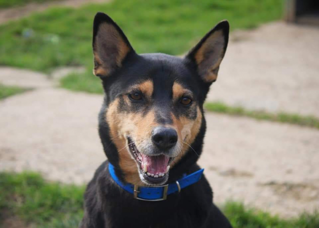 Photo #1 de Bigorneau